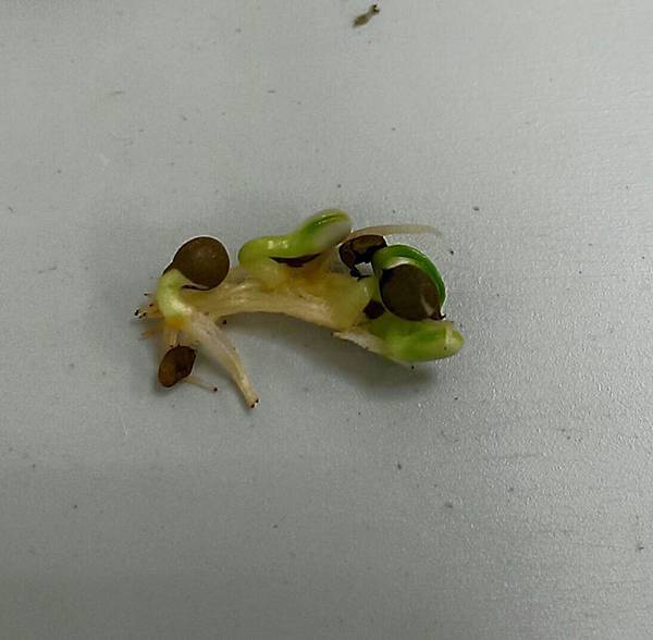 醜比頭蔬果植栽 鳳仙花 醜比頭蔬果植栽 鳳仙花