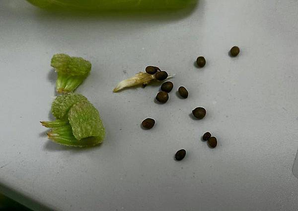 醜比頭蔬果植栽 鳳仙花