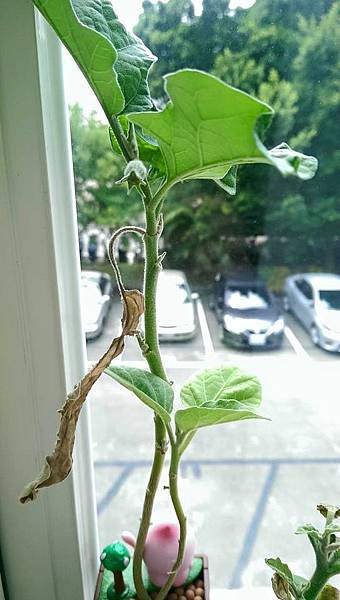 醜比頭蔬果植栽 茄子 醜比頭蔬果植栽 茄子