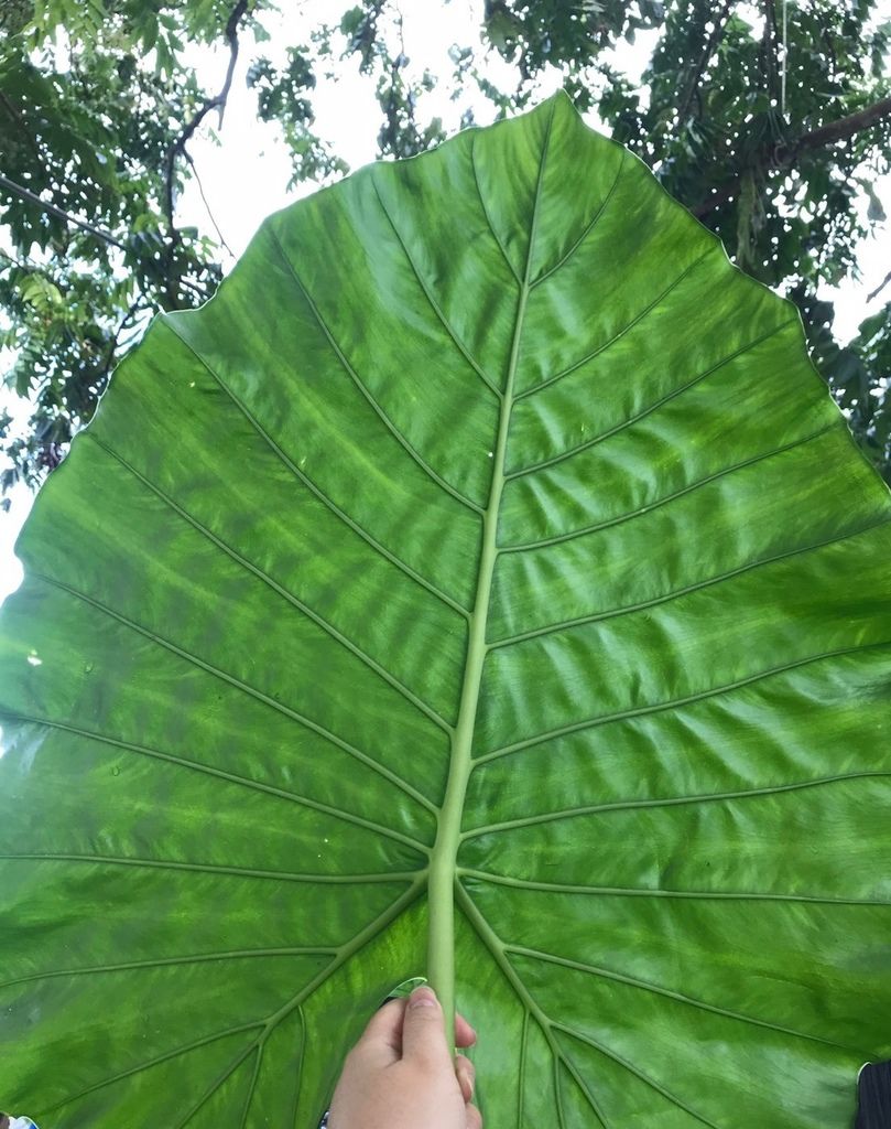 吉籟獵人學校_姑婆芋水壺