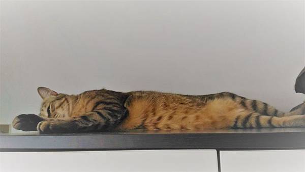 貓咪捐血-體重5公斤以上可以捐血.jpg