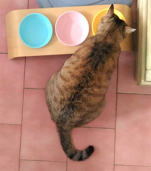貓餐桌怎麼挑-預防貓咪脊椎頸椎壓力讓貓咪吃飯吃得更輕鬆