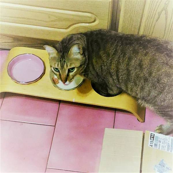 貓餐桌怎麼挑 預防貓咪脊椎頸椎壓力讓貓咪吃飯吃得更輕鬆-