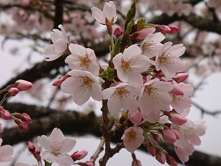 花開＊春暖