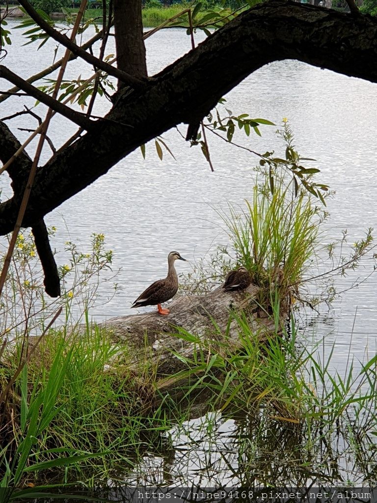 1080920 清水公園、林文化園區、廣興農場_190924_0137.jpg