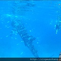 oslob whaleshark watching