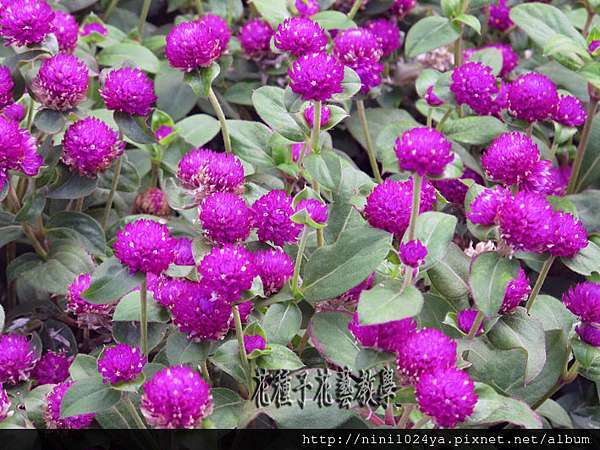 园仔花 非常水 千日紅 寧曦花苑 痞客邦 园仔花 非常水 千日紅 寧曦花苑 痞客邦