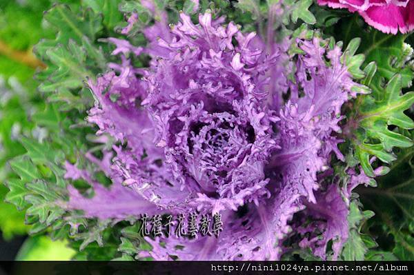 切花新面孔 羽裂葉牡丹 寧曦花苑 痞客邦