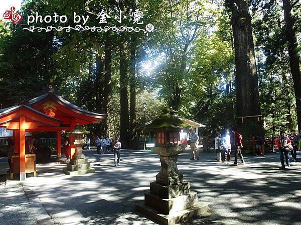 箱根神社外屹立古老的杉樹