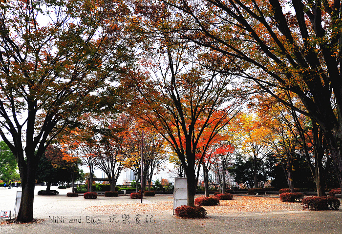 日本銀杏昭和公園05.jpg