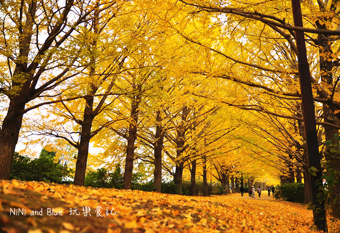 日本銀杏昭和公園09.jpg