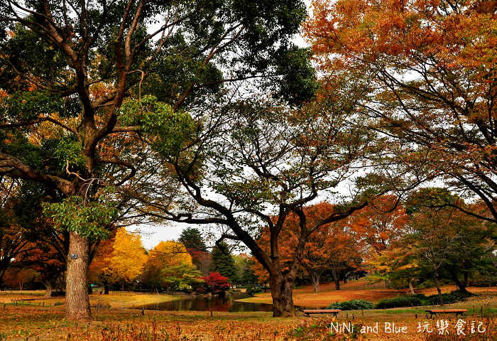 日本銀杏昭和公園27.jpg