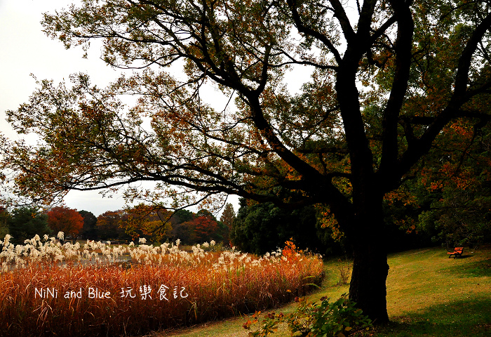日本銀杏昭和公園31.jpg