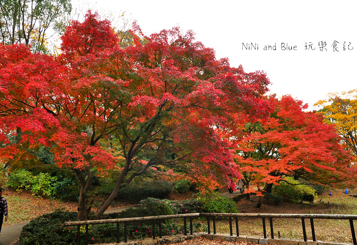 日本銀杏昭和公園32.jpg