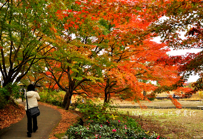 日本銀杏昭和公園33.jpg