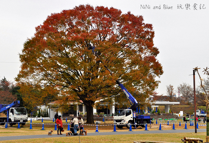 日本銀杏昭和公園35.jpg