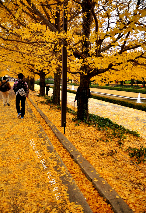 日本銀杏昭和公園38.jpg