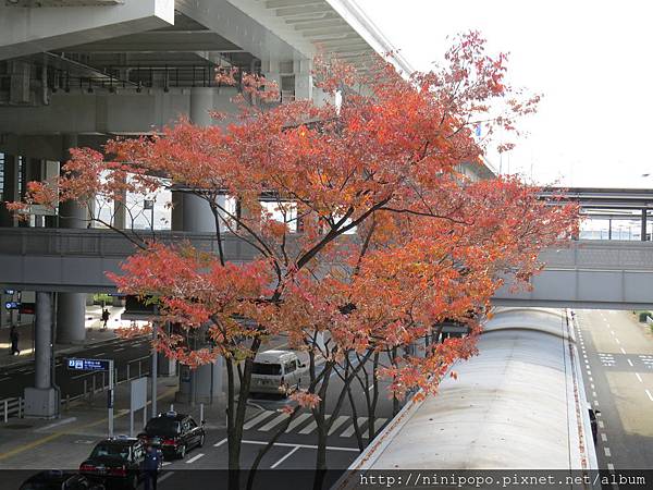 2013.11.27關西機場幾株楓樹.jpg