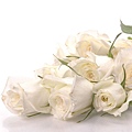 white rose 