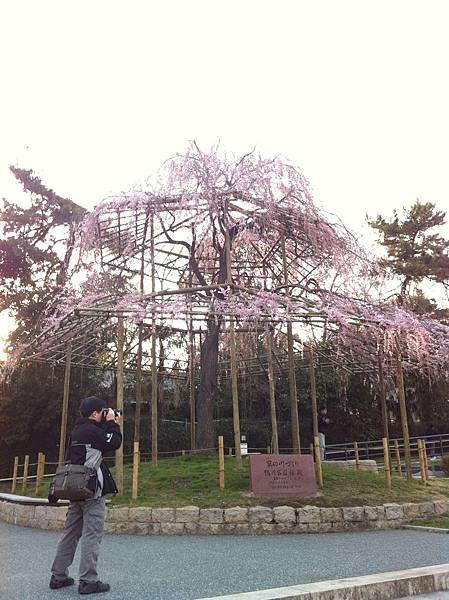 鴨川畔的櫻花，無處不美景