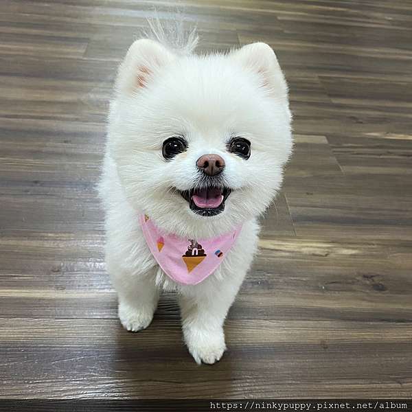 生活紀錄 白博美掉毛疑似得到x脫毛症 恢復澎毛之路全紀錄 7 16更新 小雲朵兒ninky博美撒嬌日記 痞客邦