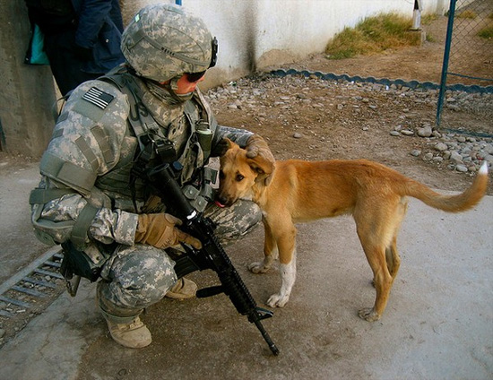 oldiers Bonding With Puppies and Kittens