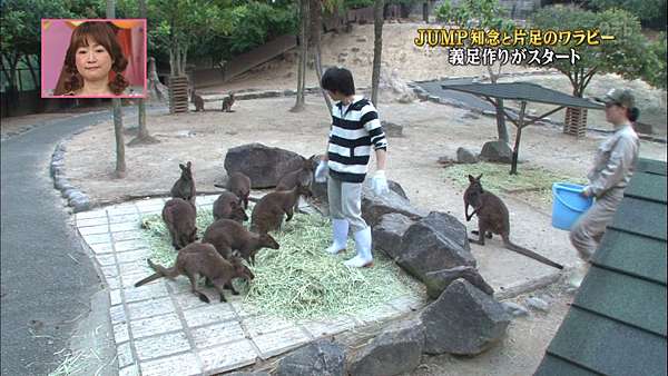 天才 志村どうぶつ園 今生きろう 痞客邦 天才 志村どうぶつ園 今生きろう 痞客邦