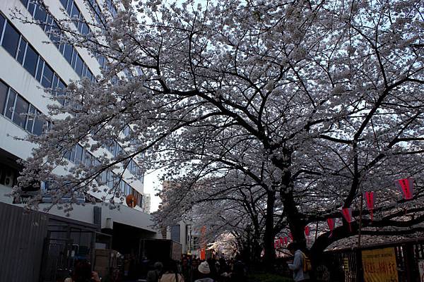 目黒川沿い桜並木