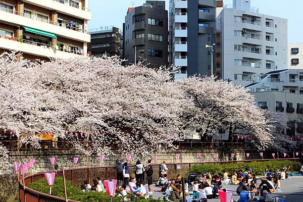 目黒川沿い桜並木