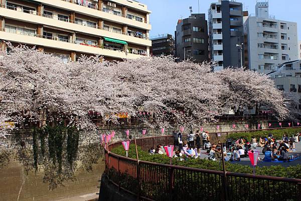 目黒川沿い桜並木