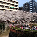 目黒川沿い桜並木