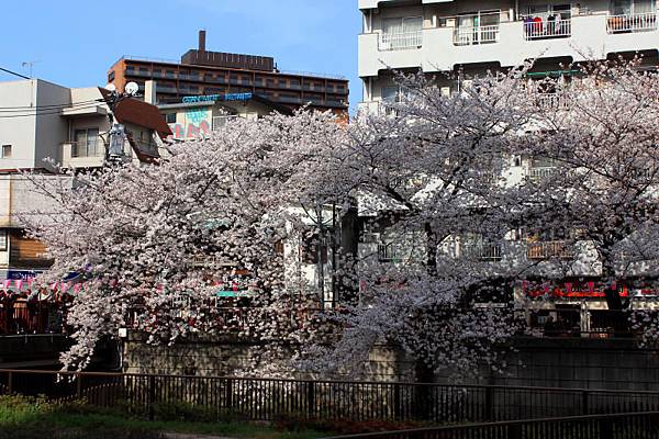 目黒川沿い桜並木