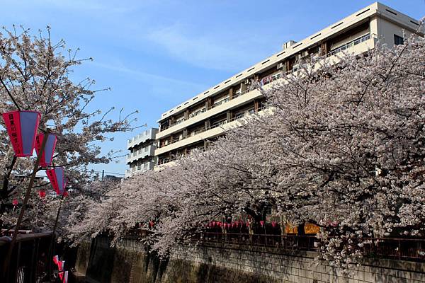 目黒川沿い桜並木.JPG