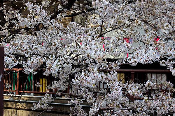 目黒川沿い桜並木