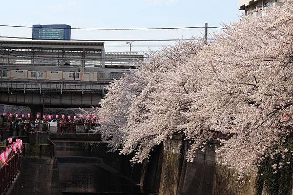 目黒川沿い桜並木