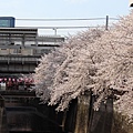 目黒川沿い桜並木