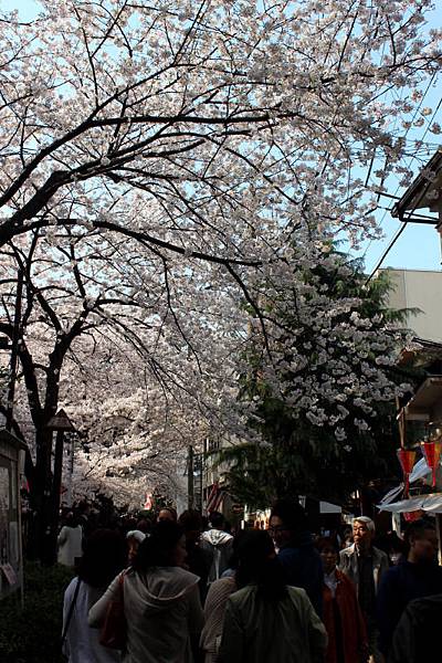 目黒川沿い桜並木