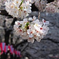 目黒川沿い桜並木