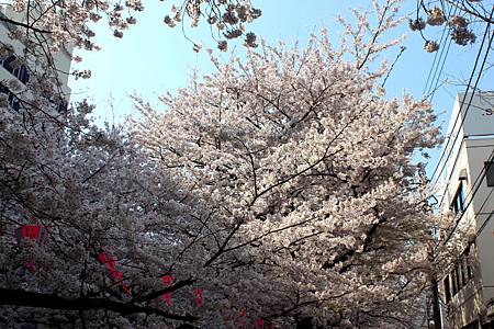 目黒川沿い桜並木