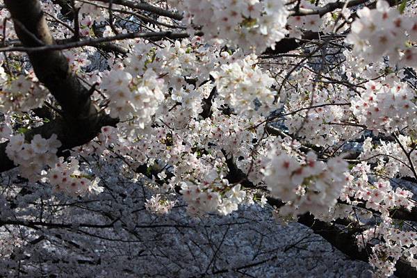 目黒川沿い桜並木