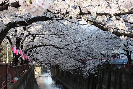 目黒川沿い桜並木