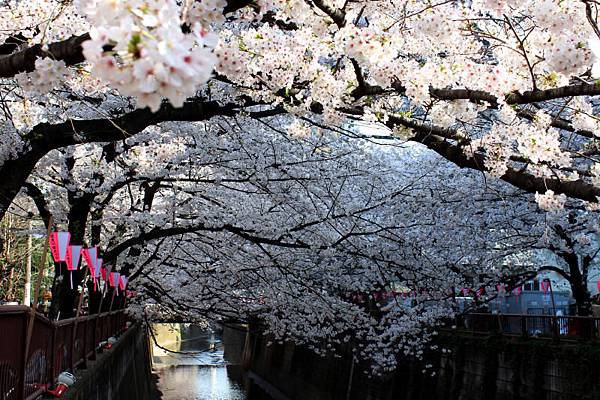 目黒川沿い桜並木