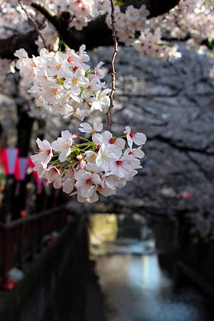 目黒川沿い桜並木