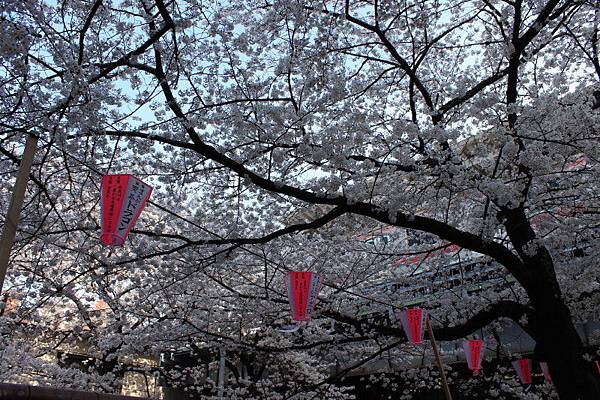 目黒川沿い桜並木