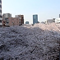 目黒川沿い桜並木