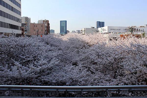 目黒川沿い桜並木.JPG