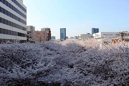 目黒川沿い桜並木