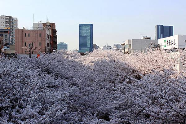 目黒川沿い桜並木