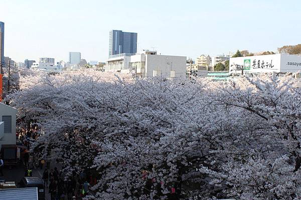 目黒川沿い桜並木