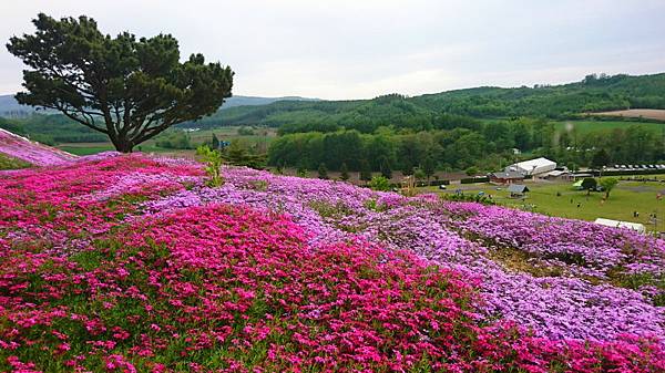 東藻琴芝桜公園